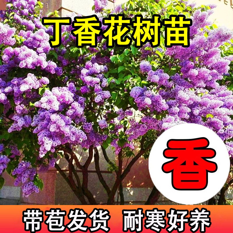 四季紫丁香花树苗欧洲盆栽花苗浓香耐