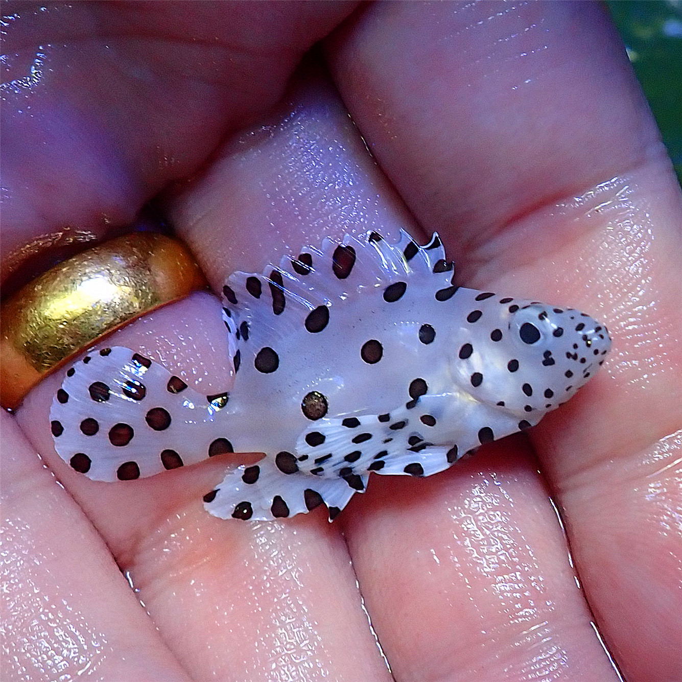 拍下选货 顺丰报损 海水鱼人工老鼠斑  开缸闯缸生物