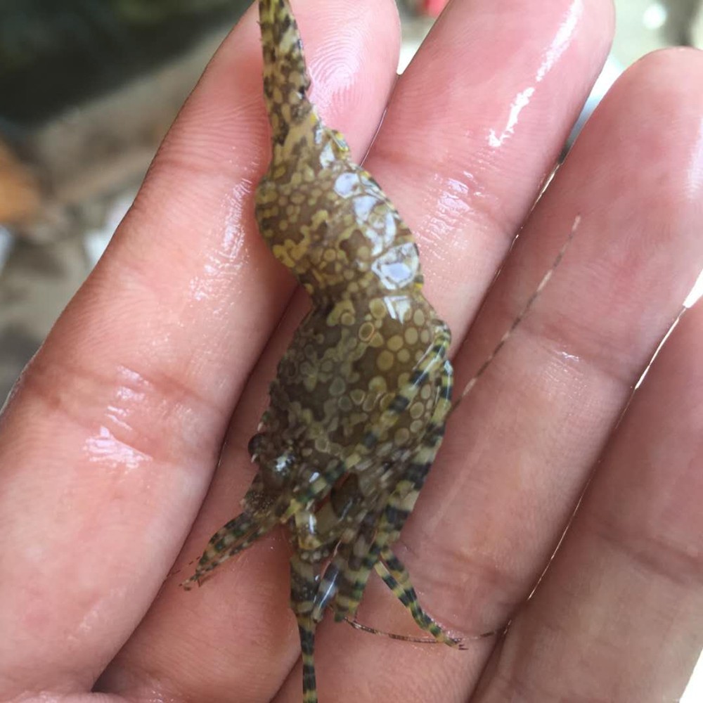 绵羊虾品牌排名前10位