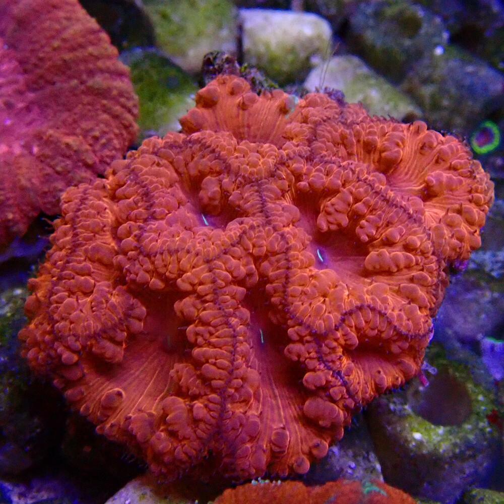 闪千手珊瑚品牌精品汇聚_价格大全 pc版 第15页-最宠网