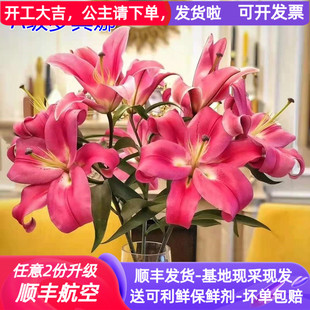 A级罗宾娜百合鲜花云南基地直发昆明斗南直批空运水养花苞红色婚