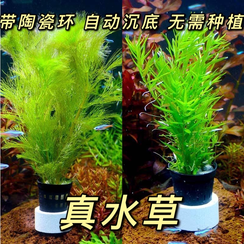 易养耐养好活不用水草泥的真水草活体水草植物绿菊蜈蚣皇冠水榕