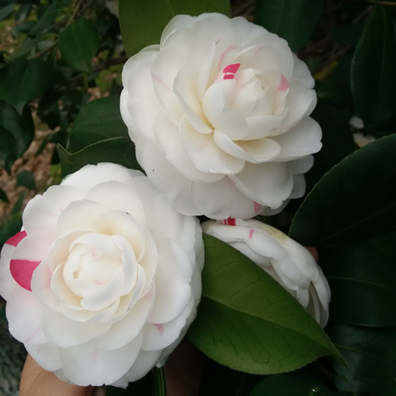 抓破美人脸茶花稀有名贵品种福建龙岩花卉盆栽树苗室内外花园植物