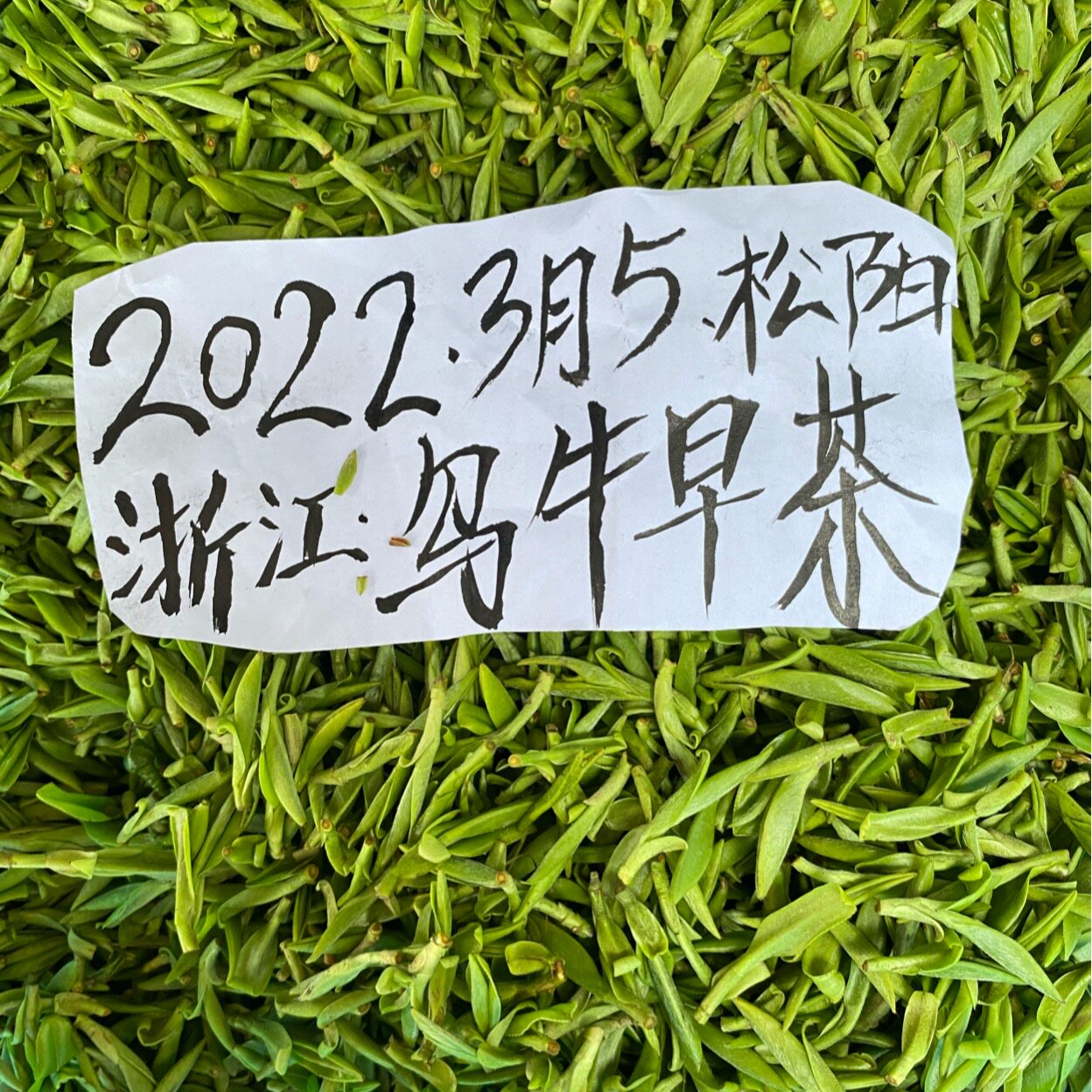 浙江松阳乌牛早茶春茶2022年新茶半斤250g克乌牛茶丽水乌牛早茶叶