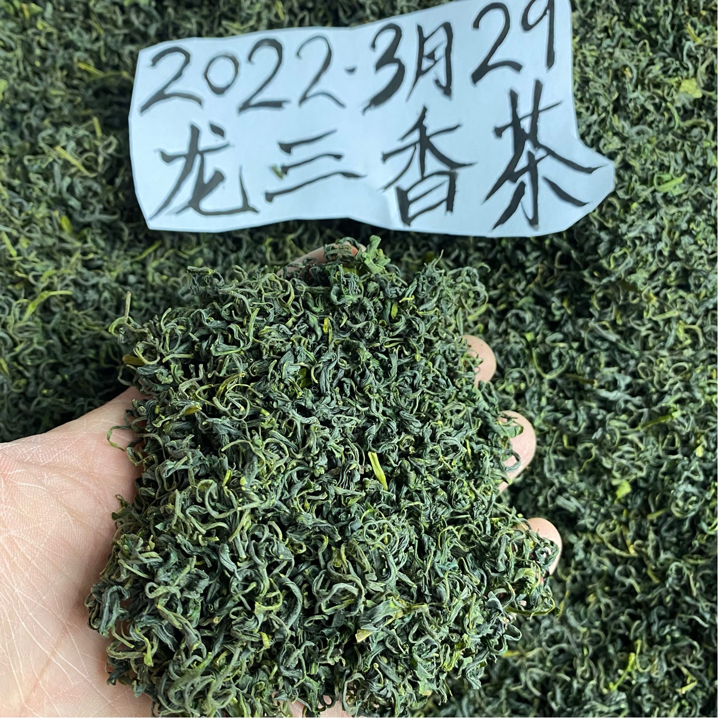 松阳香茶龙三香茶2024年新茶一斤