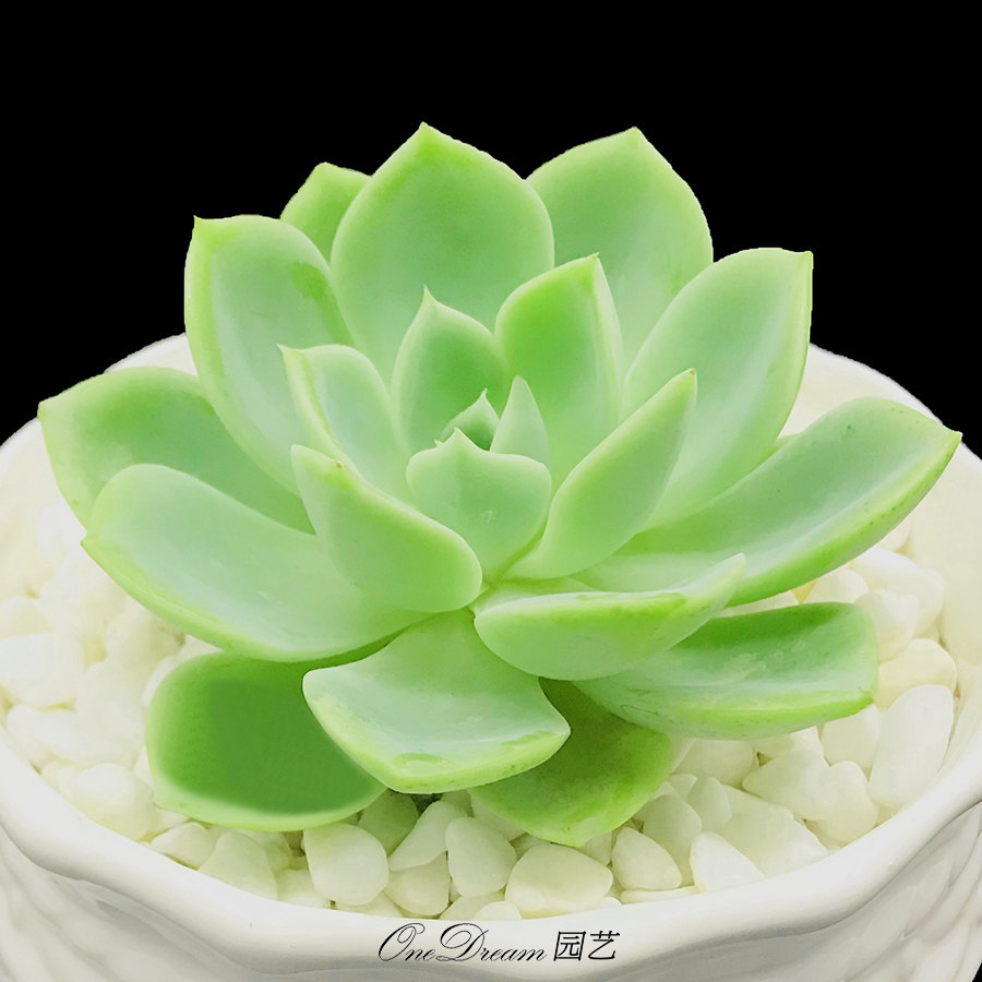 多肉植物20颗组合盆栽肉嘟嘟厚脸皮室内植物绿色超萌多肉净化空气