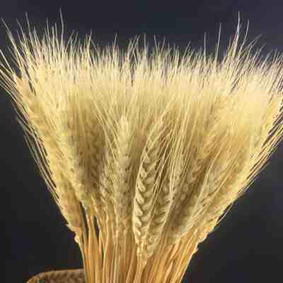 田园风花瓶谷子花草摄影开口笑稻谷e狗尾巴草麦穗干花草藤编金色