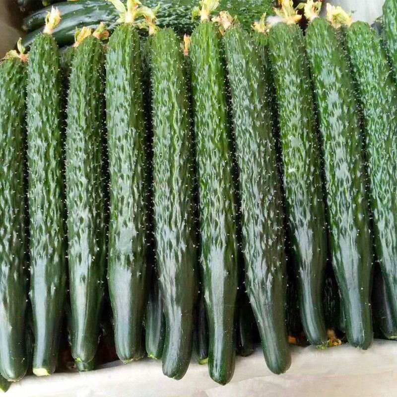 新鲜山东大黄瓜带刺黄瓜5斤装寿光蔬菜长黄瓜生吃现摘现发