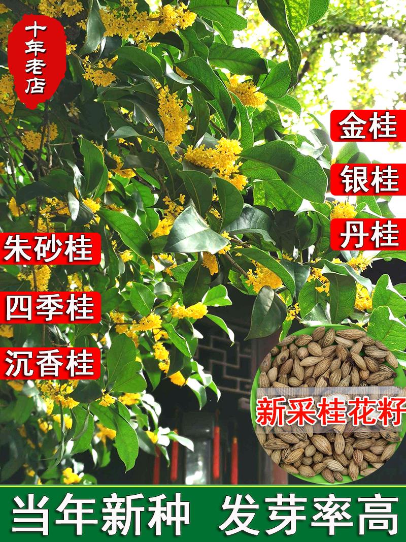 桂花种子浓香型庭院室内外阳台盆栽易活花卉金银桂四季桂花树种籽