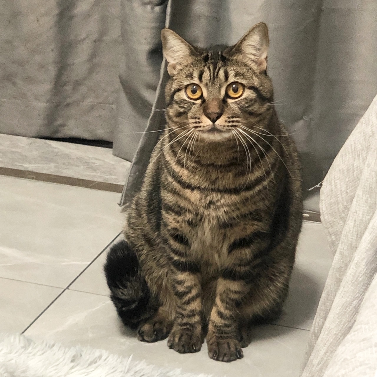 狸花猫幼崽中华田园猫活体纯种橘猫幼猫活物纯黑猫家养宠物小猫咪