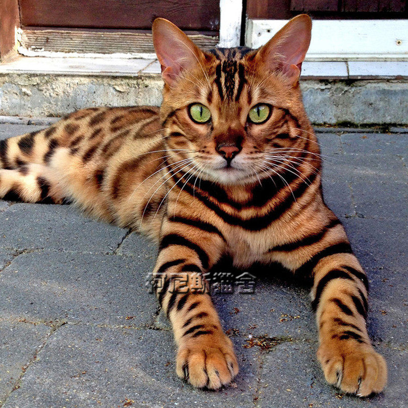 特价宠物猫活_孟加拉豹猫幼仔纯种巨型豹纹宠物猫幼崽虎猫咪活物活体