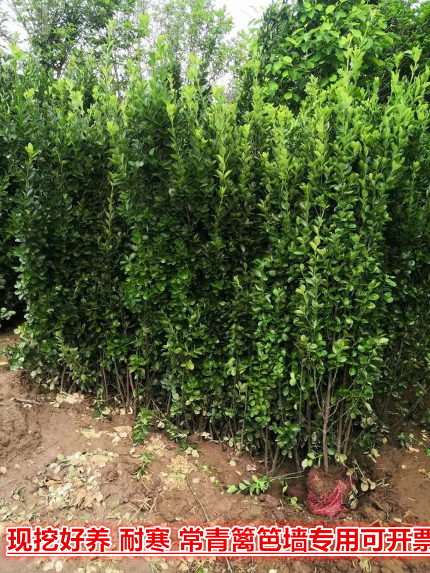 四季常青植物篱笆墙(四季常青植物篱笆墙图片)