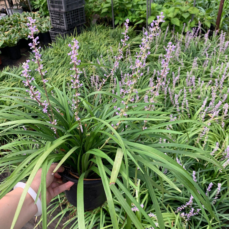 花镜植物兰花三七苗盆栽大苗庭院阳台多年生净化空气地被植物包邮