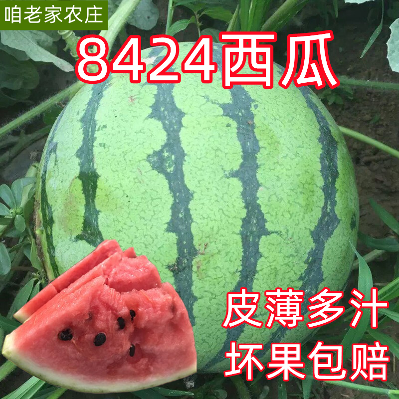 河南当季水果薄皮8424西瓜富硒美都麒麟西瓜超甜5-6斤新鲜大西瓜