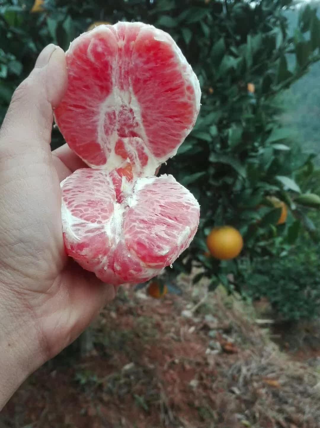 卡拉卡拉红肉脐橙 精选赣州血橙 十斤装 江西橙子大果优惠券