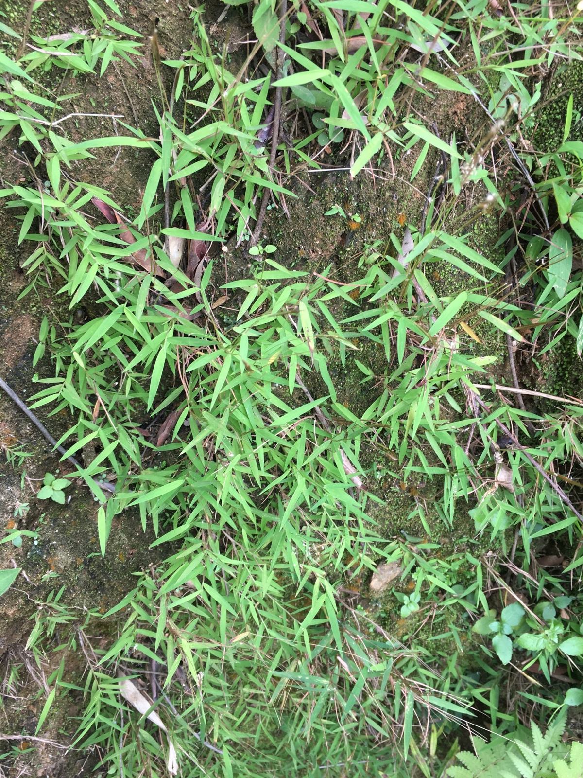 野生新鲜金丝草落苏黄毛草毛草笔仔草猫仔草墙头竹英雄草一斤包邮