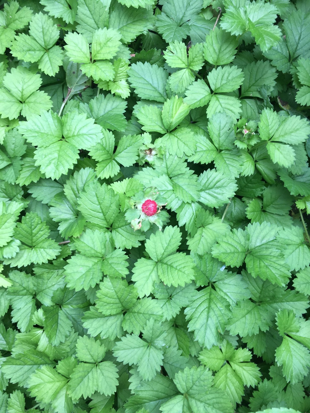 元包邮 38 克蛇盘草蛇果草龙吐珠中草要中要材全场满