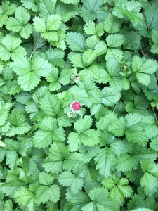 野生新鲜蛇梅草蛇果草蛇泡草假草莓落地杨梅蛇莓特产地梅一斤包邮