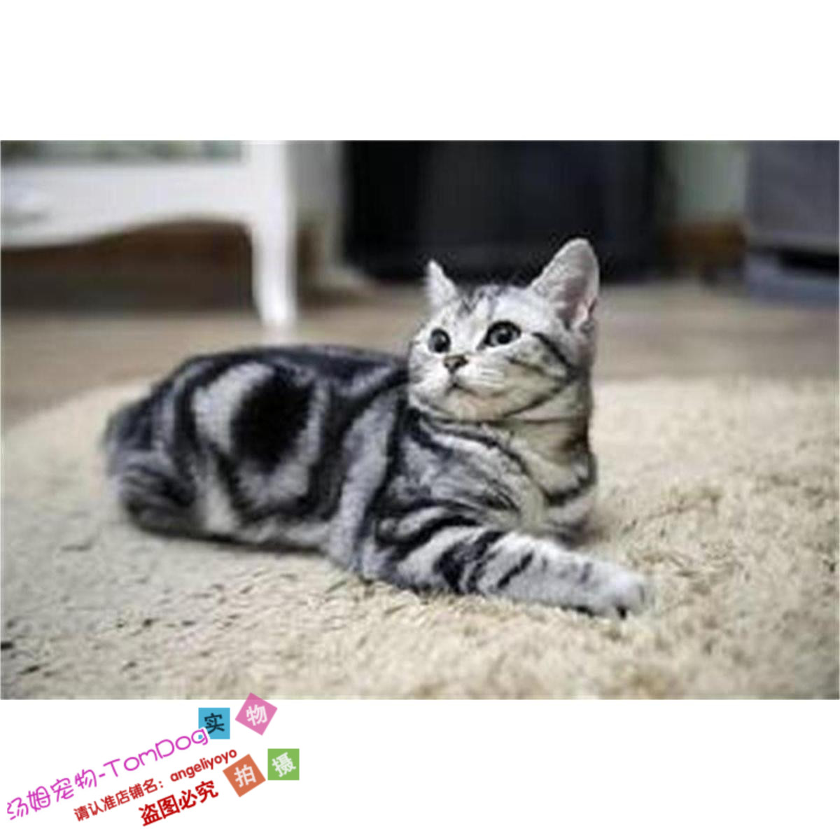 美短美国短毛银虎斑小猫咪标斑幼猫活体宠物猫咪