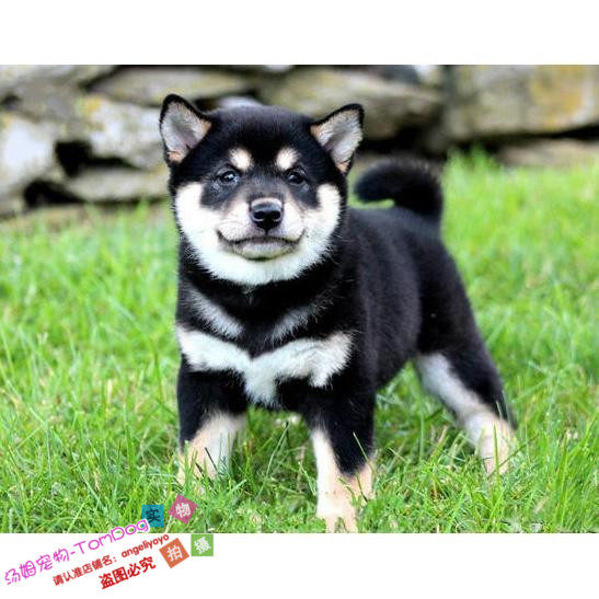 秋田犬活体优惠专场