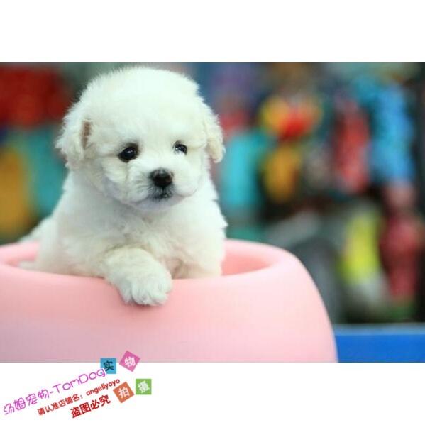 中国沙皮犬能长多大_比熊犬能长多大_小体比熊能长多大