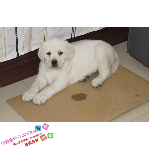 上海出售纯种奶白色拉布拉多幼犬宠物狗狗活体赛级拉布拉多犬y