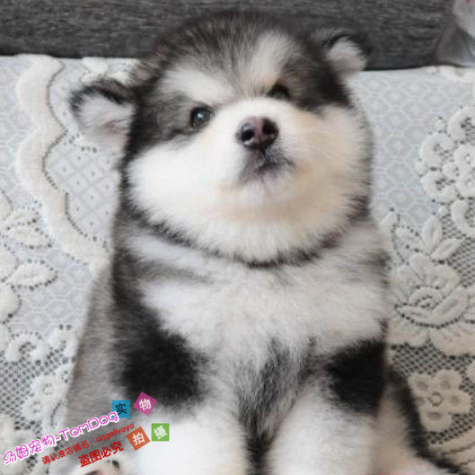 比熊小型犬金毛拉布拉多边牧阿拉斯加犬已售0￥2000折后价￥2000淘宝