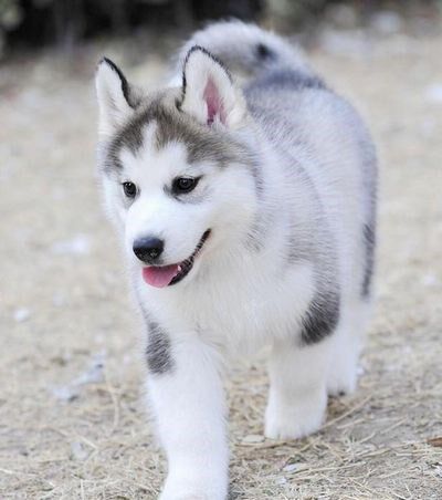 哈士奇幼犬纯种西伯利亚家养宠物狗狗活体幼犬二哈幼崽小狗