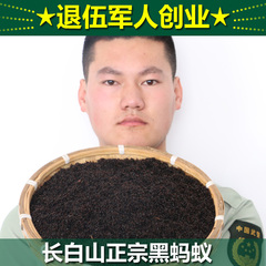 东北长白山野生黑蚂蚁中药材拟黑多刺蚁泡酒湿关节500g热卖