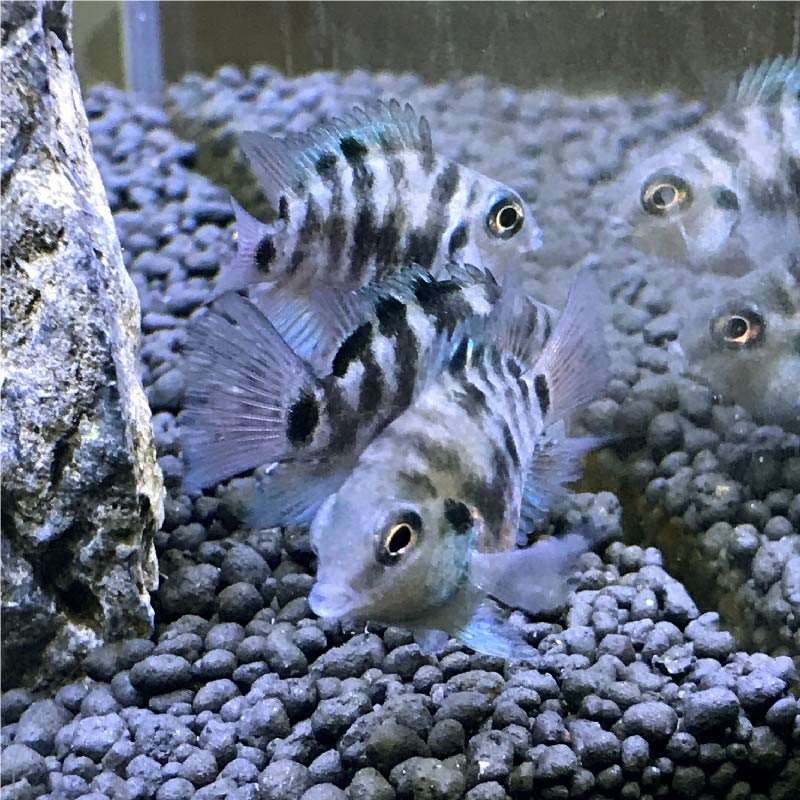 白金迷你鹦鹉鱼短鲷观赏鱼金刚淡水鱼稀有品种宝蓝其它水族宠物
