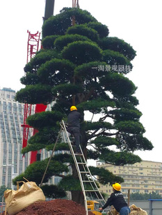 厂高端罗汉松大树庭院造型树盆景迎客松别墅大型日本老桩罗汉松黑