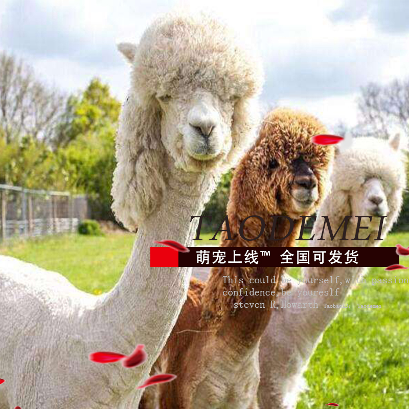 Thoroughbred South America Alpaca Living creatures exhibition Cub breed Sell The Andes small-scale Mud Mythical Animalsin the Livestock/Aquaculture supplies , Livestock/Aquaculture Service , Livestock/Aquaculture Technical Services category - from Buy2taobao.com to provide professional Taobao agent buy service