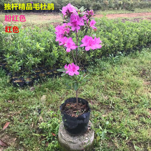 毛鹃花苗 毛鹃小苗 毛杜鹃 映山红 四季开花庭院绿植物阳台可盆栽