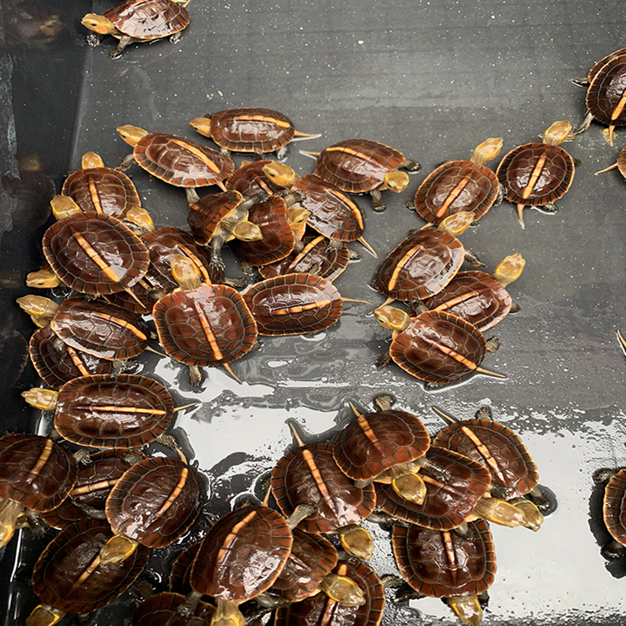 黄缘龟幼龟安缘龟苗观赏宠物乌龟活体黄喉水龟金钱龟苗安缘大陆缘