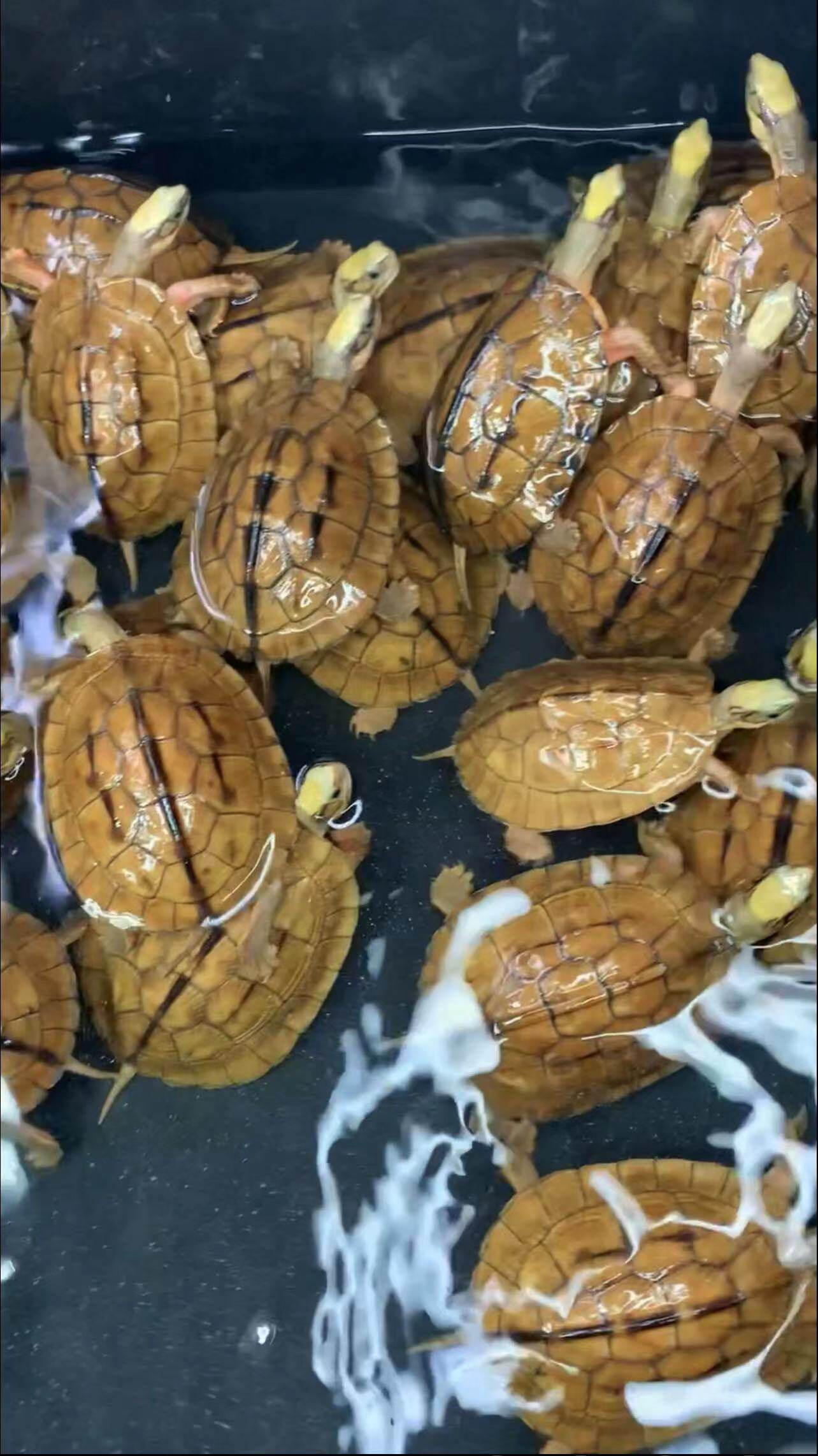 越南金钱龟苗越南大米乌龟苗观赏活体越南血红海南大黄头招财镇宅