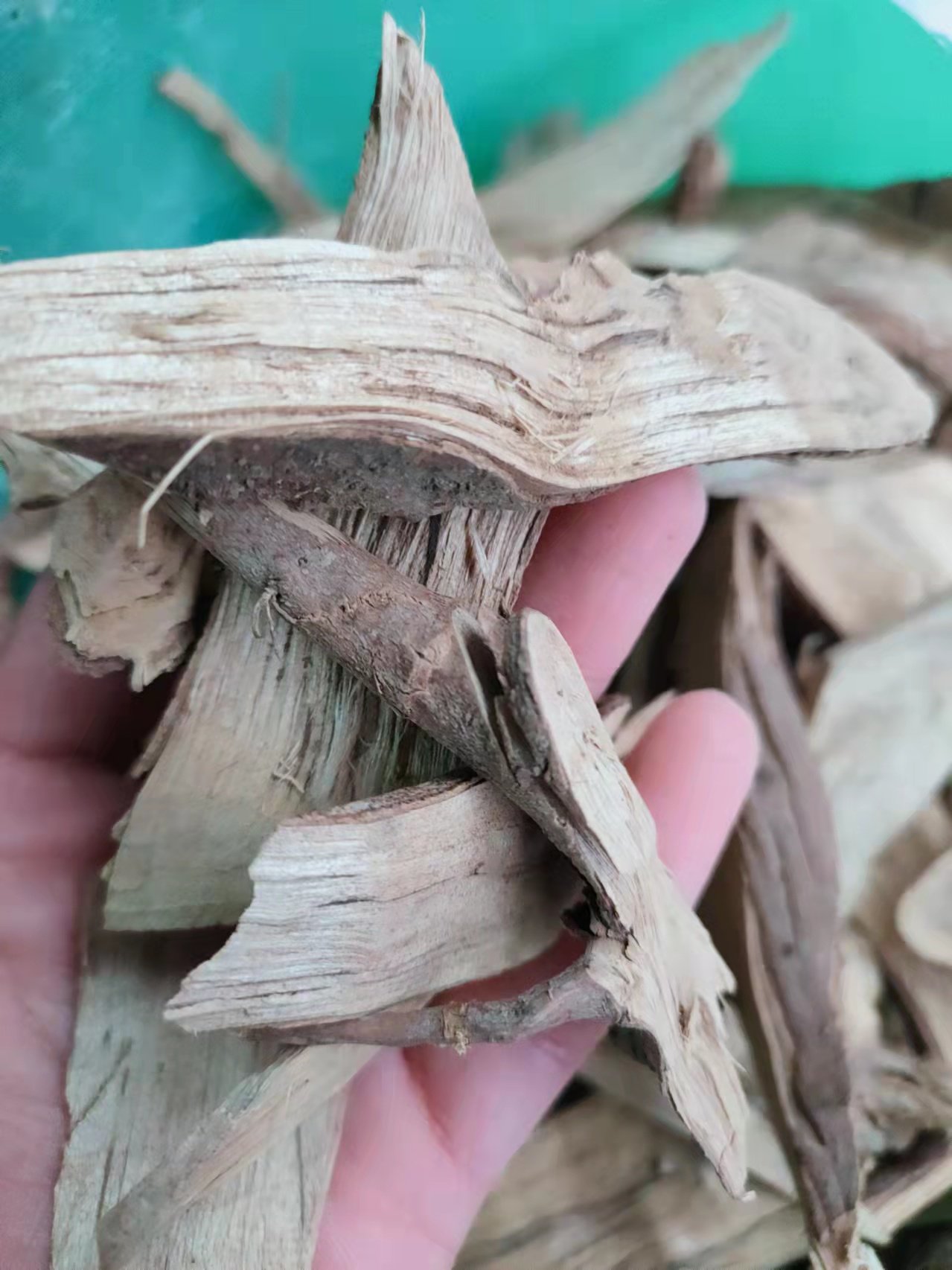 福建特产山苍子根荜澄茄根豆豉姜过山香山仓子木姜子根500g包邮