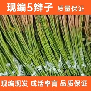 发财树现编5辫子绿植室内办公室客厅阳台书房盆栽养眼寓意招财树