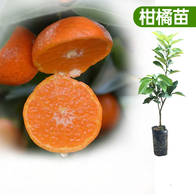 廣西沃柑沙糖桔嫁接果樹苗皇帝柑桔苗血橙茂谷柑砂糖橘小金桔橘在類目 鮮花速遞/花卉仿真/綠植園藝, 花園植物/行道樹/果樹, 果樹中 - 來自Buy2taobao.com提供專業的淘寶代購服務