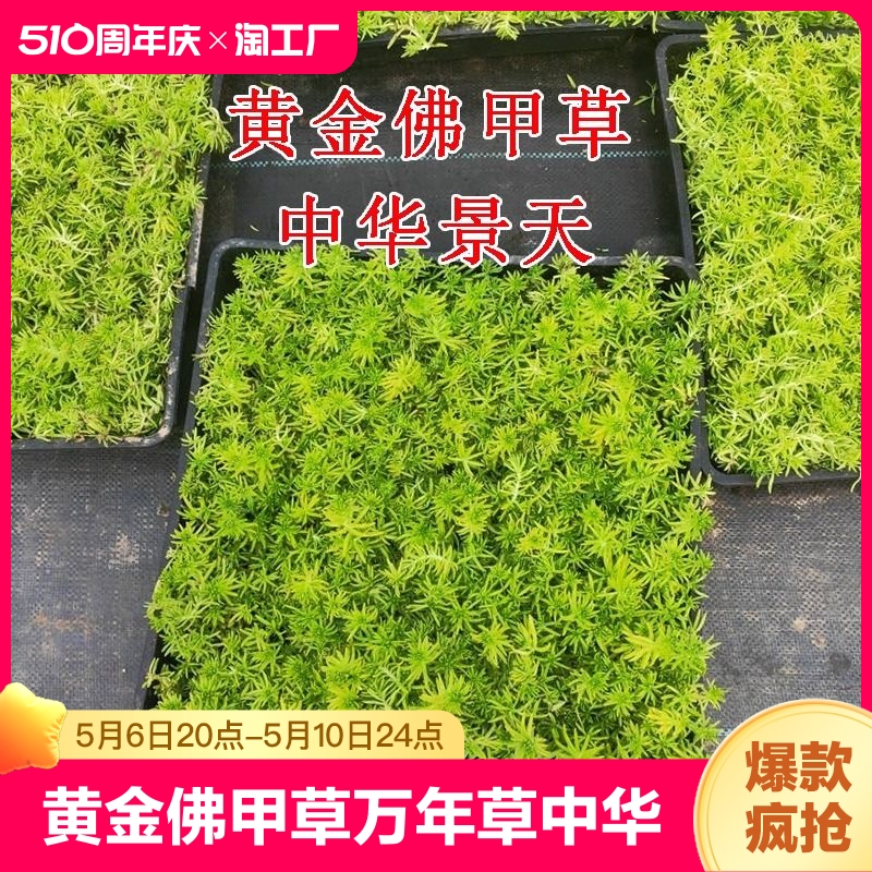 黄金佛甲草万年草中华景天垂盆草四季常青屋顶绿化苗多肉花卉植物