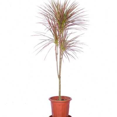 富贵叶马尾铁千年木盆栽七彩铁室内观赏净化空气植物北欧网红绿o