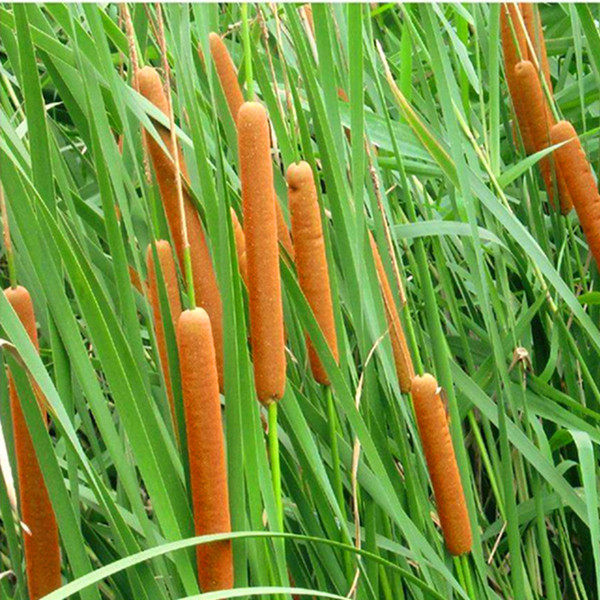 香蒲草 水生植物 香蒲苗 水烛 菖蒲苗 水池绿化 水培挺水香蒲棒