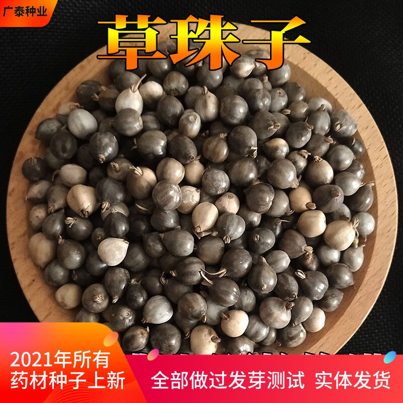 草珠子种子佛珠手串链草菩提籽散装穿门帘吊坠串门大粒草珠子精选