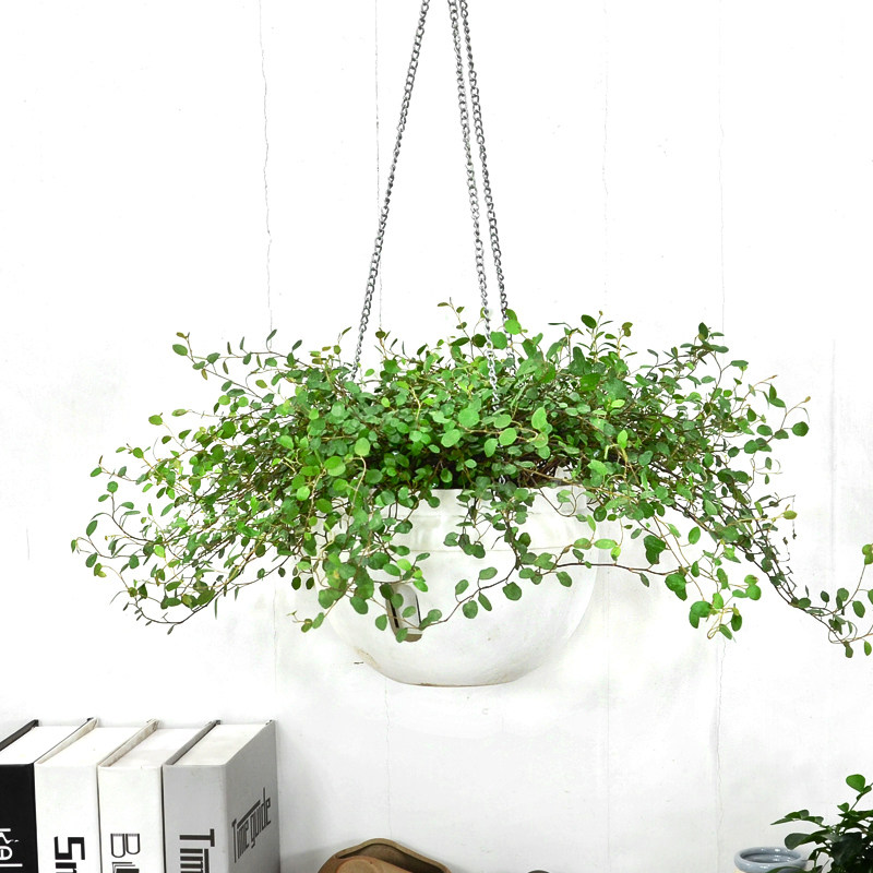 千叶吊兰婚纱吊兰千叶草办公桌面室内盆栽花卉植物绿植净化空气