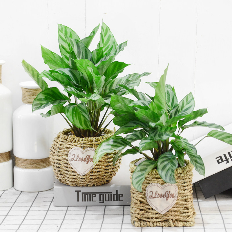 翠叶竹绿植盆栽室内居家办公净化空气除甲醛常绿植物花卉盆景