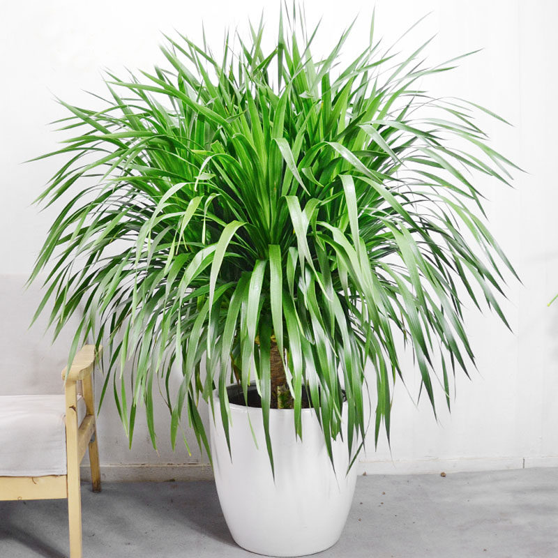 龙血树 多头多规格绿植室内大厅大盆栽耐寒花卉植物成都金叶子