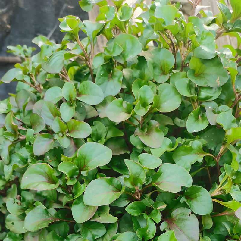 台湾红枸杞菜苗 旱地西洋菜食用有机健康蔬菜 保健菜苗阳台盆栽种