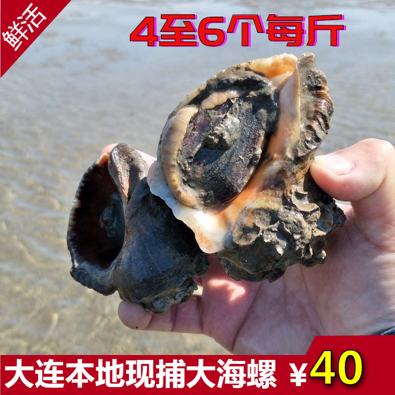 大连海螺鲜活野生海螺大海螺天然新鲜海螺鲜活超大麻辣海螺大海螺在类目 水产肉类/新鲜蔬果/熟食, 海鲜/水产品/制品, 贝类, 贝类制品中 - 来自Buy2taobao.com提供专业的淘宝代购服务