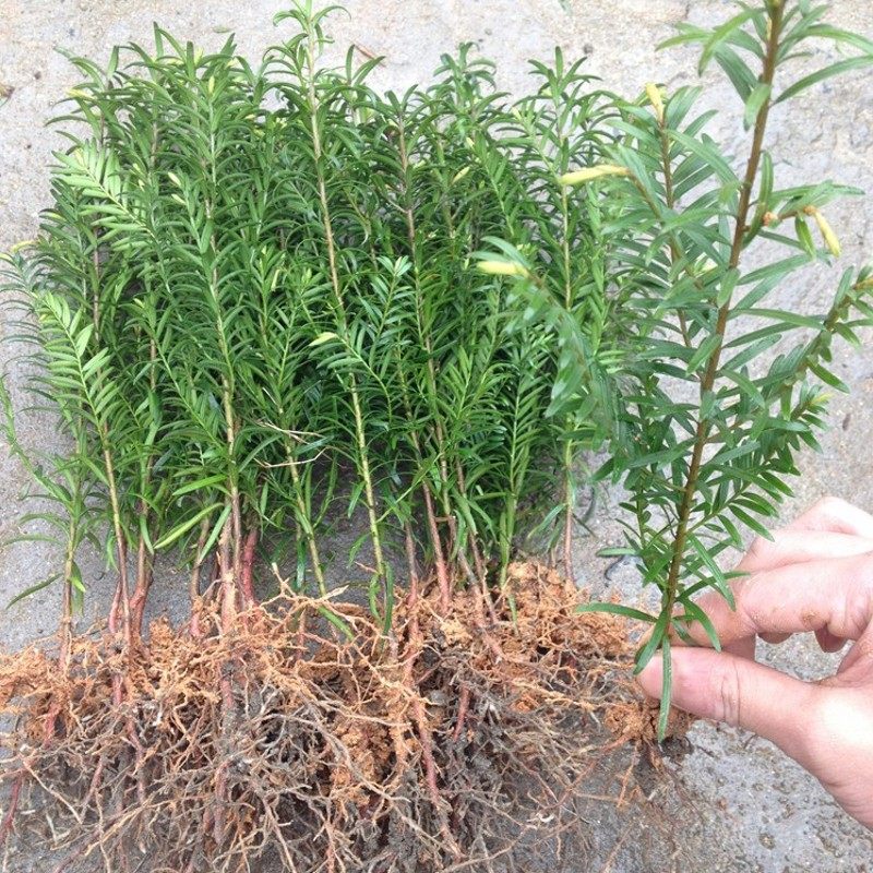 红豆杉_曼地亚红豆杉树苗小苗 南方红豆杉苗 红豆杉盆景盆栽地栽苗