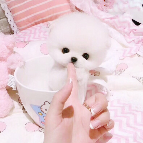 纯种博美犬袖珍杯子狗茶杯犬长不大博美幼犬小型真宠物狗狗活幼体