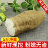 新鮮葛根現挖生葛根5斤包郵非野生粉葛粉嫩無渣解酒大山柴葛煲湯 新鮮葛根現挖生葛根5斤包郵非野生粉葛粉嫩無渣解酒大山柴葛煲湯